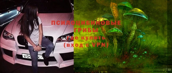 индика Ельня